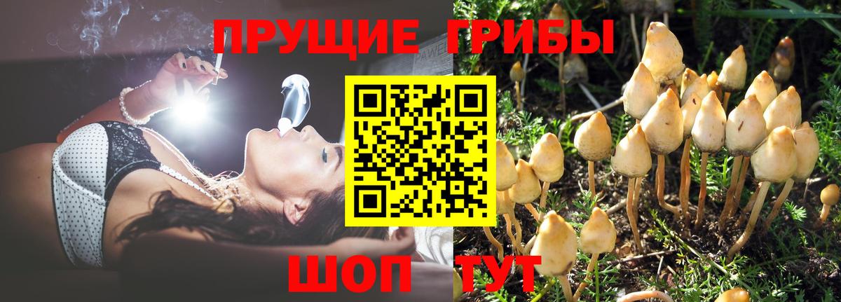 Псилоцибиновые грибы Magic Shrooms  Галлюциногенные грибы GOLDEN TEACHER  хочу наркоту  Вход с VPN  Минеральные Воды 